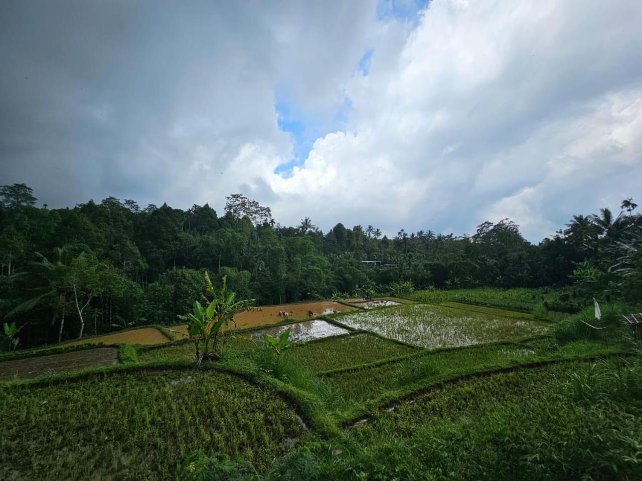 Avocado Homestay Tetebatu Exteriér fotografie