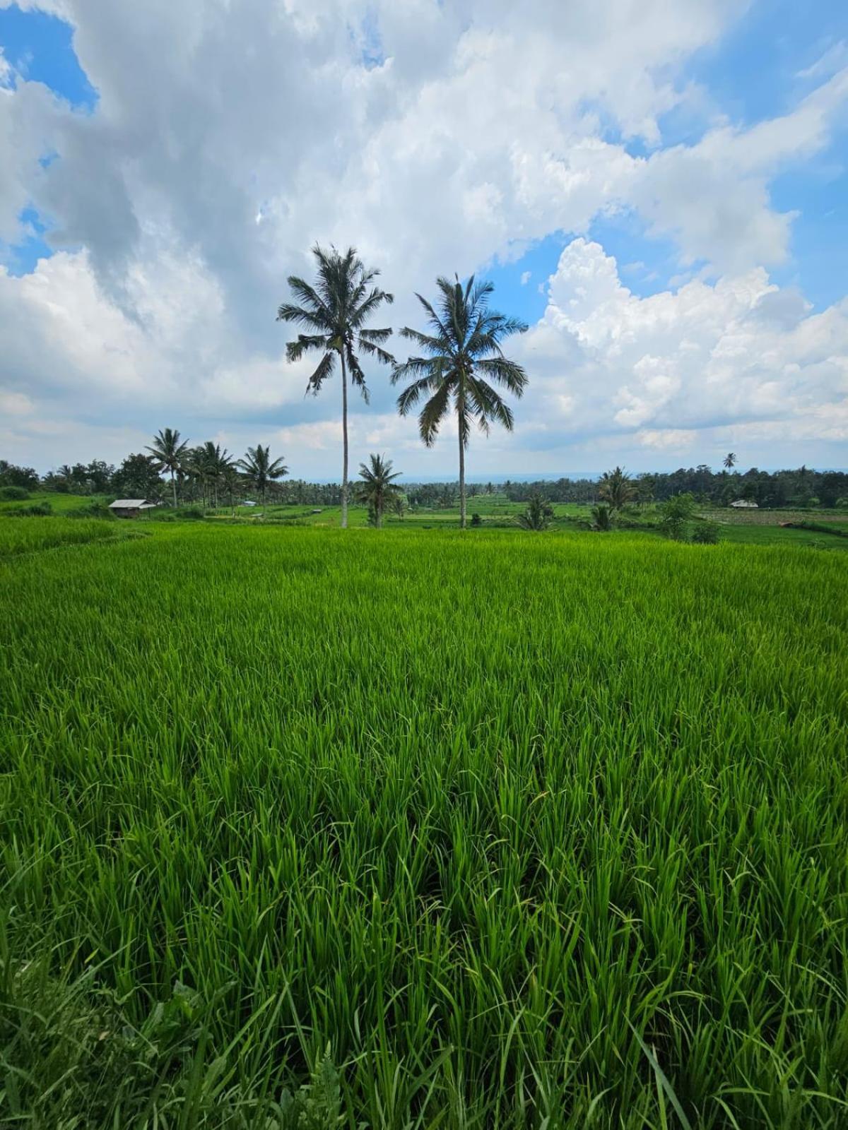 Avocado Homestay Tetebatu Exteriér fotografie