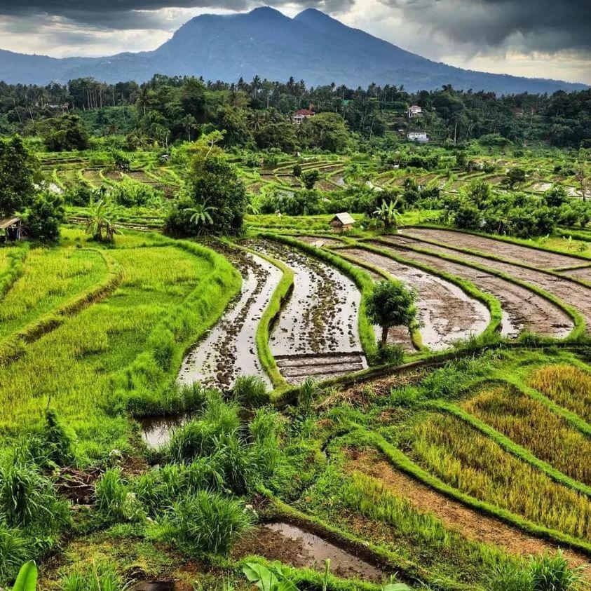 Avocado Homestay Tetebatu Exteriér fotografie
