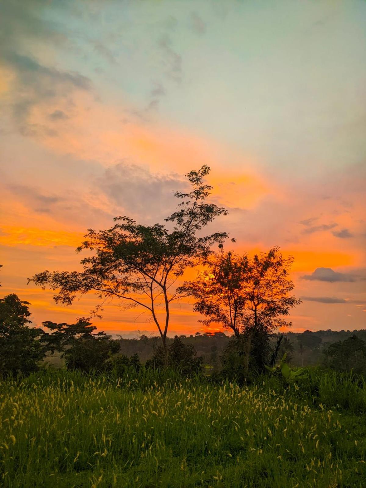 Avocado Homestay Tetebatu Exteriér fotografie