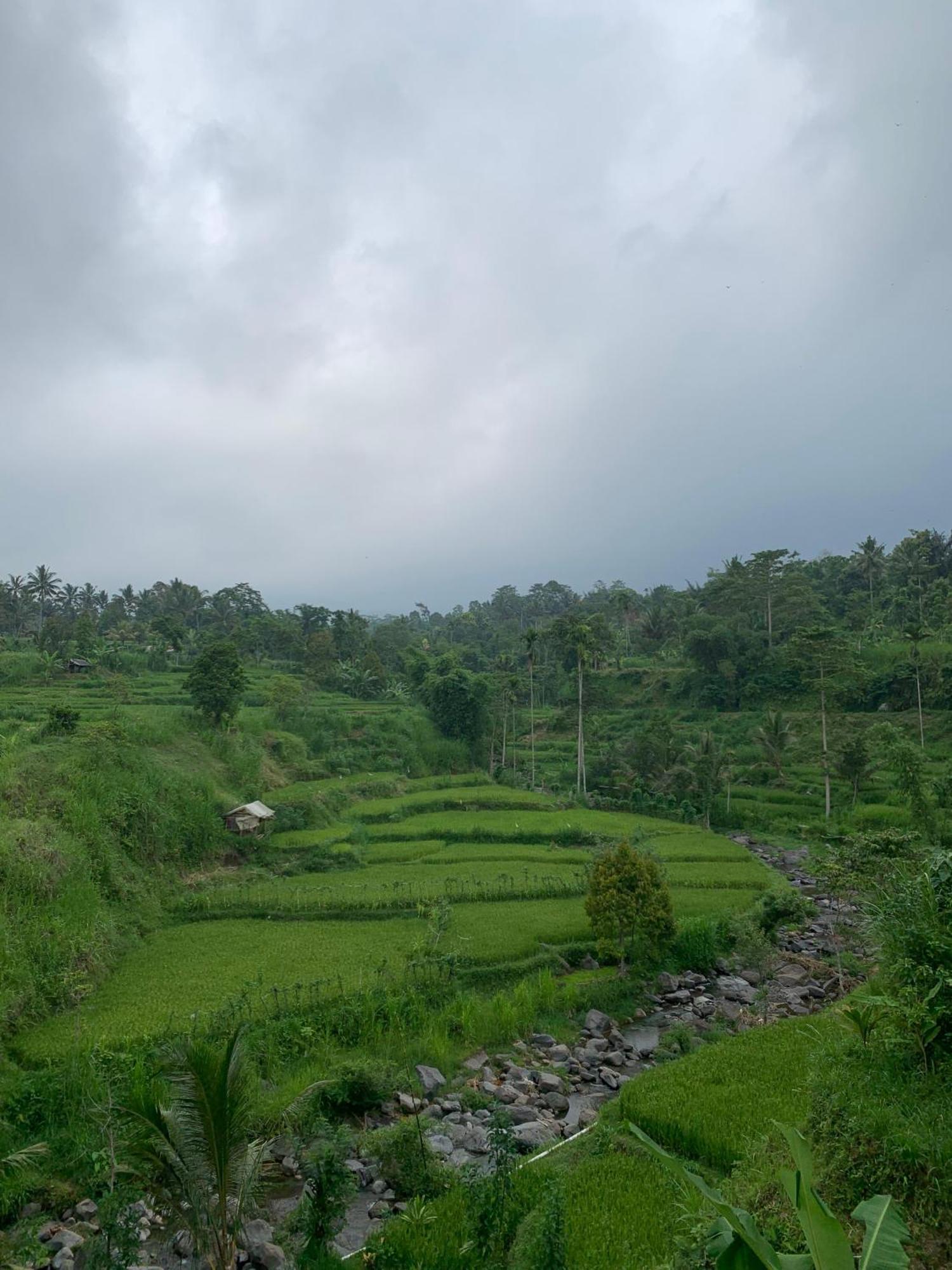 Avocado Homestay Tetebatu Exteriér fotografie