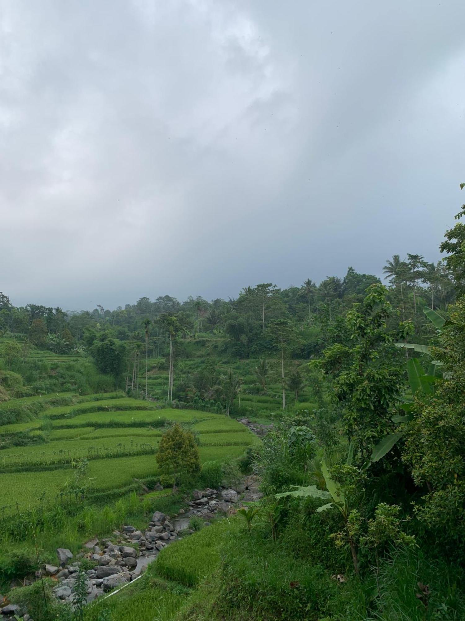 Avocado Homestay Tetebatu Exteriér fotografie