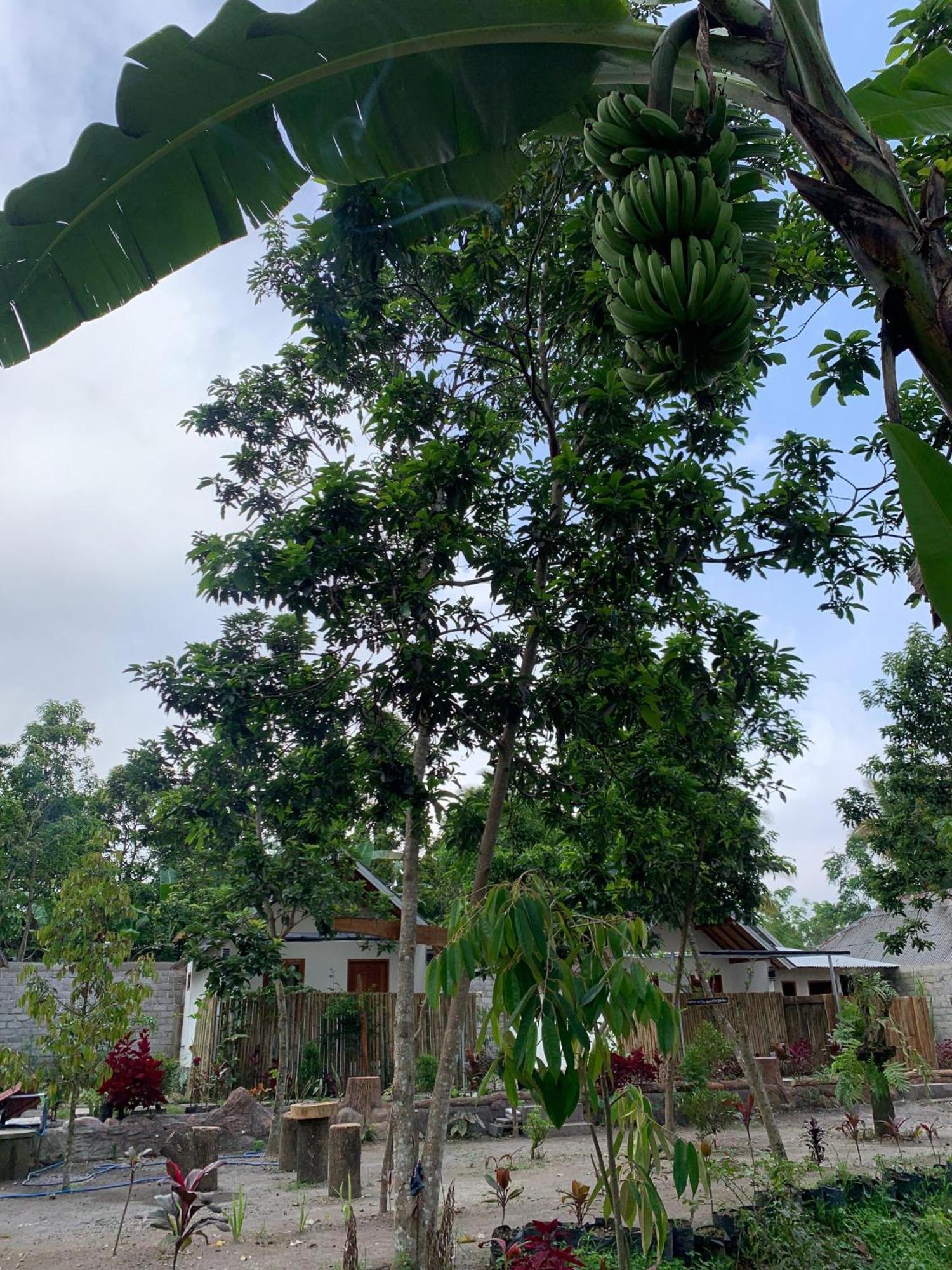 Avocado Homestay Tetebatu Exteriér fotografie