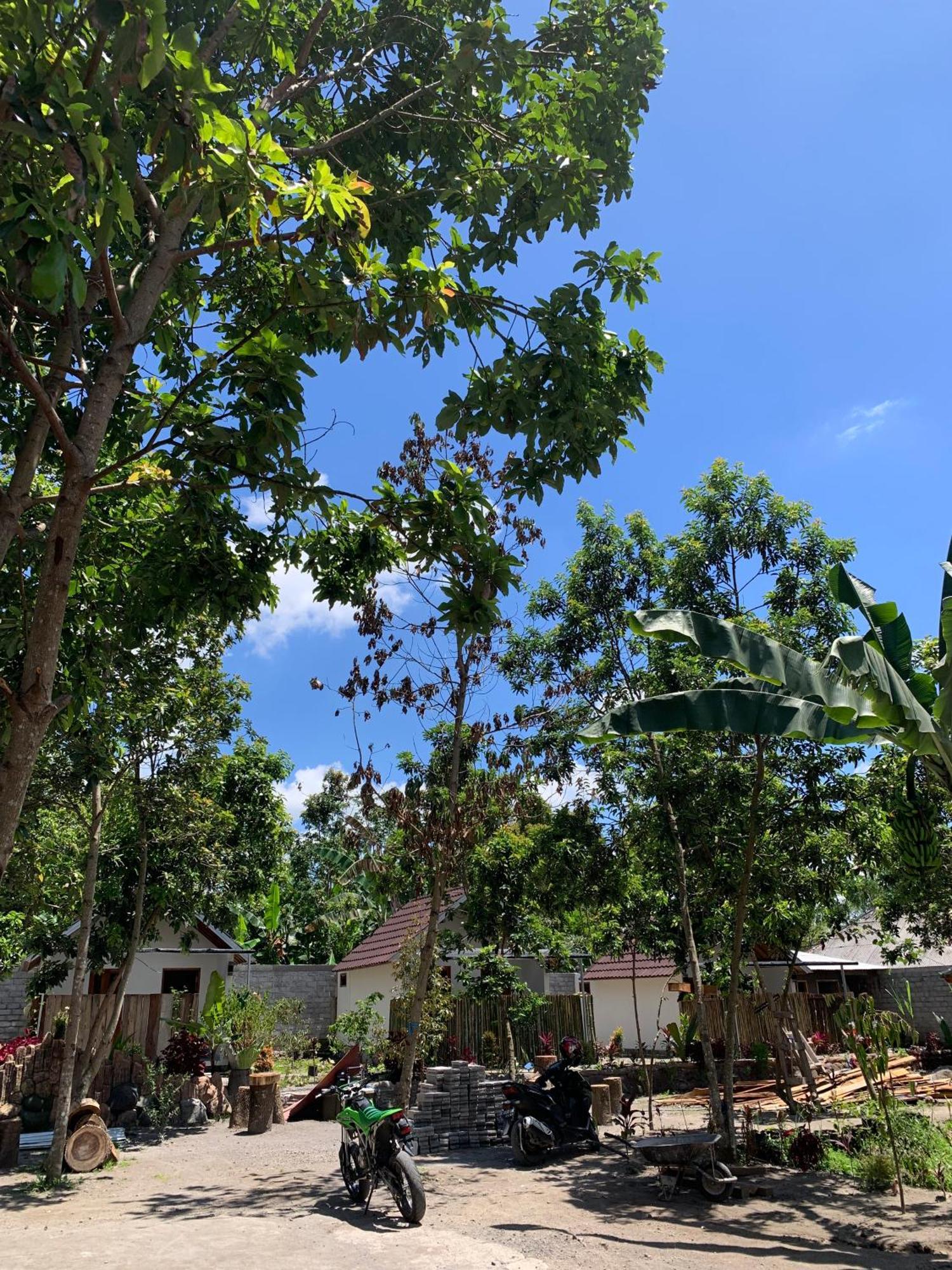 Avocado Homestay Tetebatu Exteriér fotografie