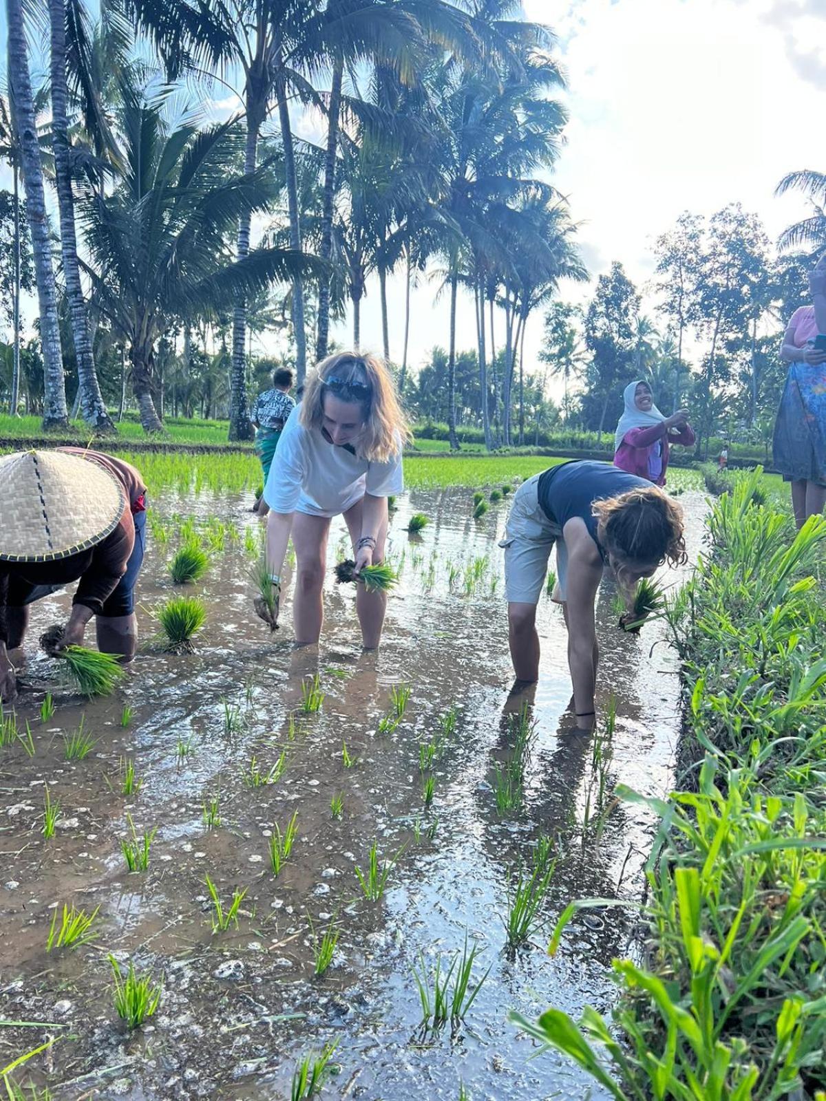 Avocado Homestay Tetebatu Exteriér fotografie