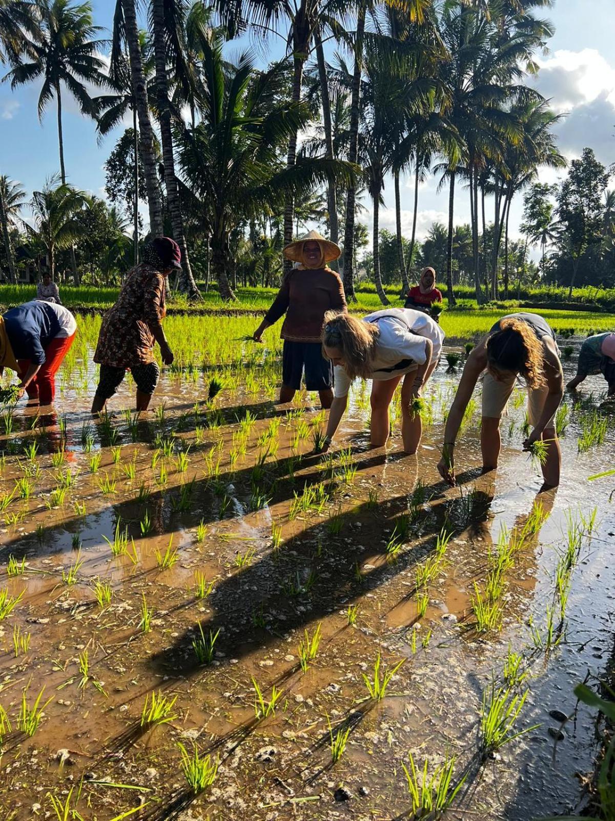 Avocado Homestay Tetebatu Exteriér fotografie