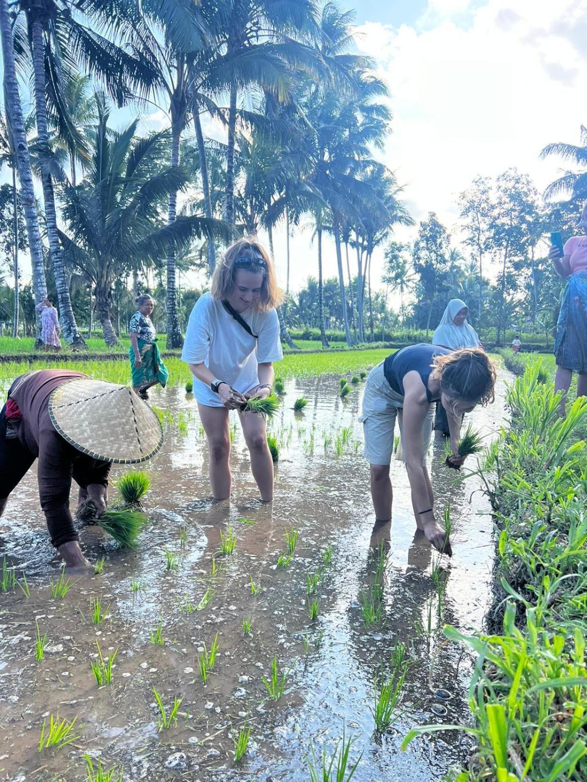 Avocado Homestay Tetebatu Exteriér fotografie
